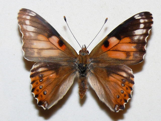 Vanessa cardui (aberration) Internet Image property of respective owner, non-commercial use only